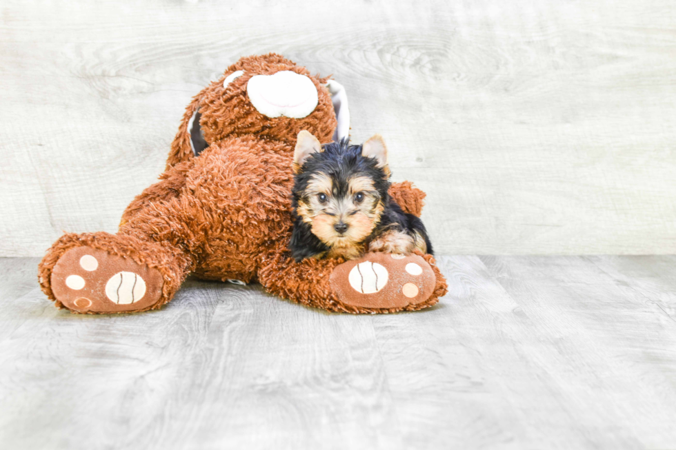 Meet Rascal - our Yorkshire Terrier Puppy Photo 