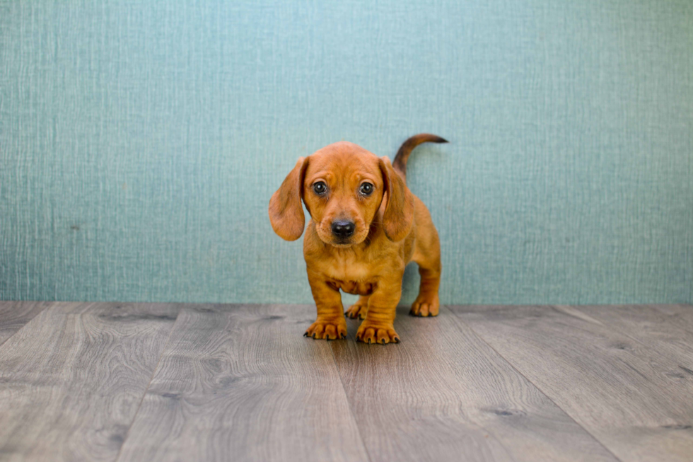 Cute Dachshund Purebred Puppy