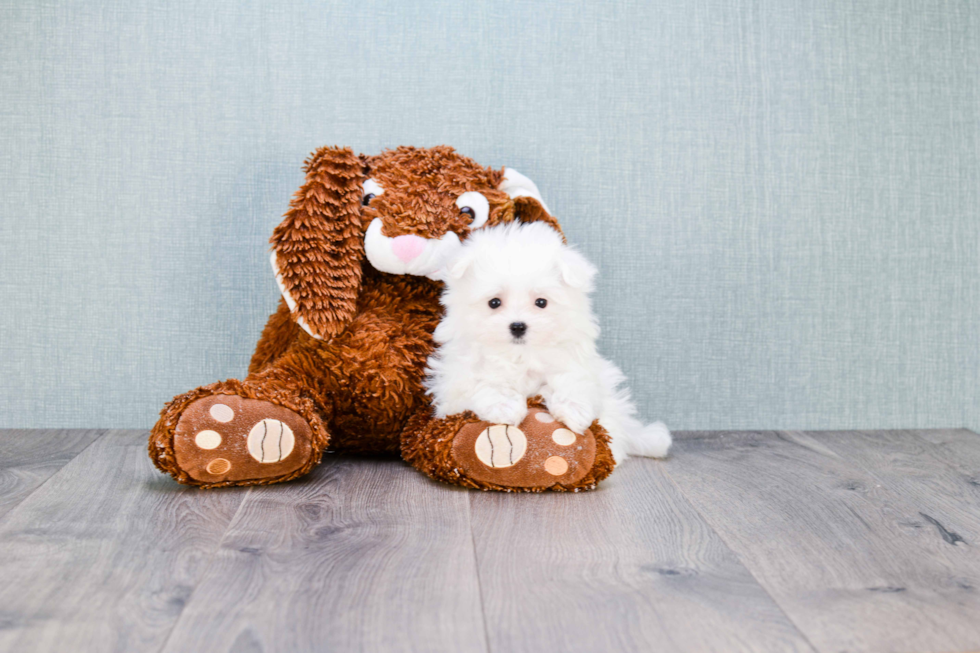 Popular Maltese Purebred Pup