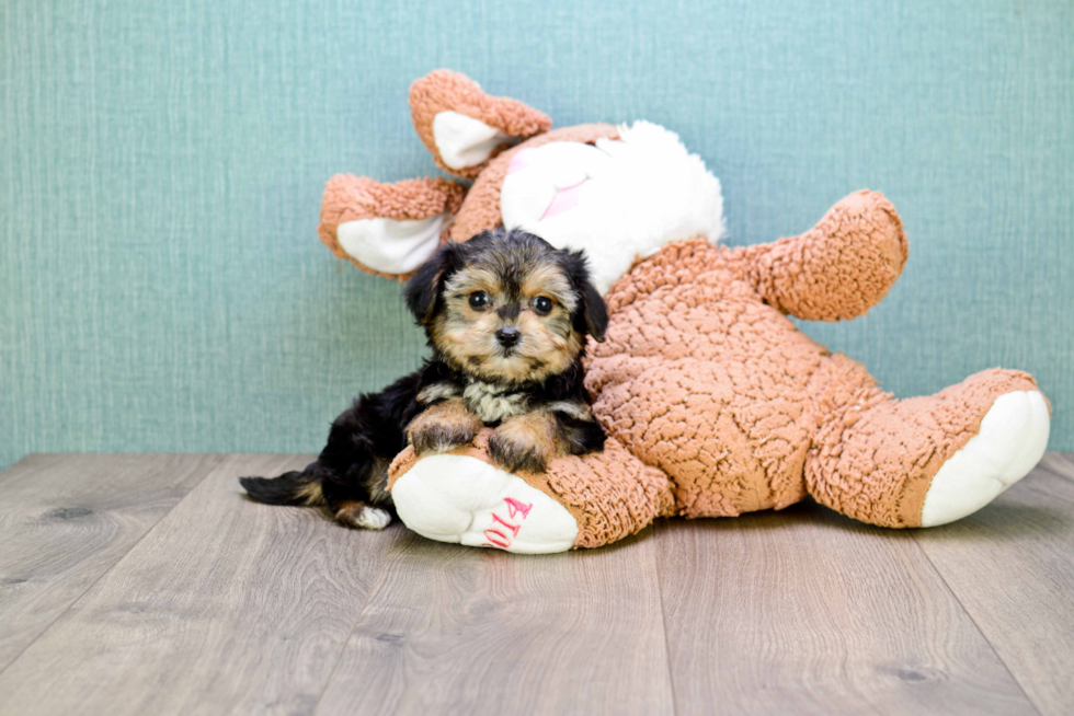 Morkie Pup Being Cute