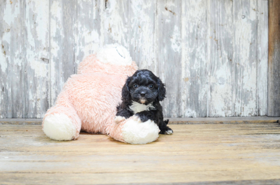 Cavapoo Puppy for Adoption