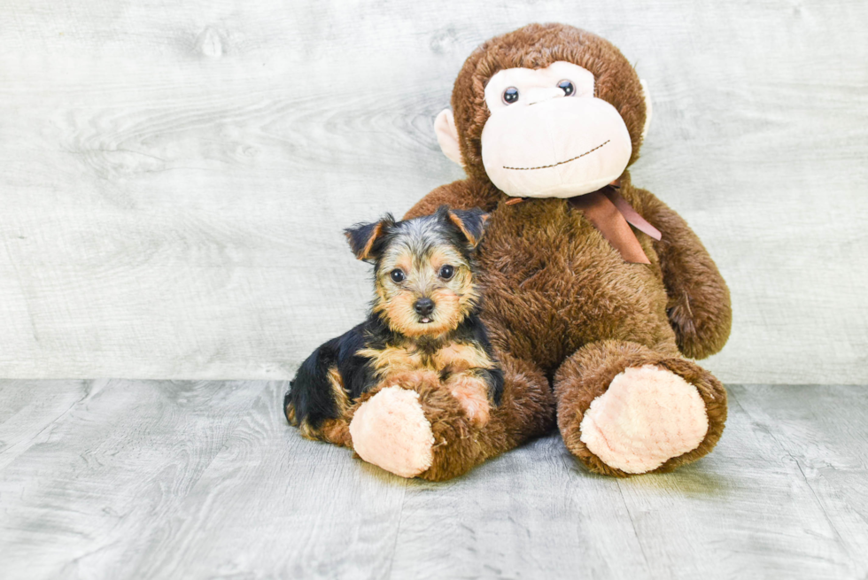 Meet Timmy - our Yorkshire Terrier Puppy Photo 