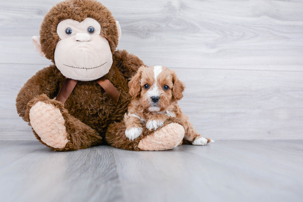 Fluffy Cavapoo Poodle Mix Pup