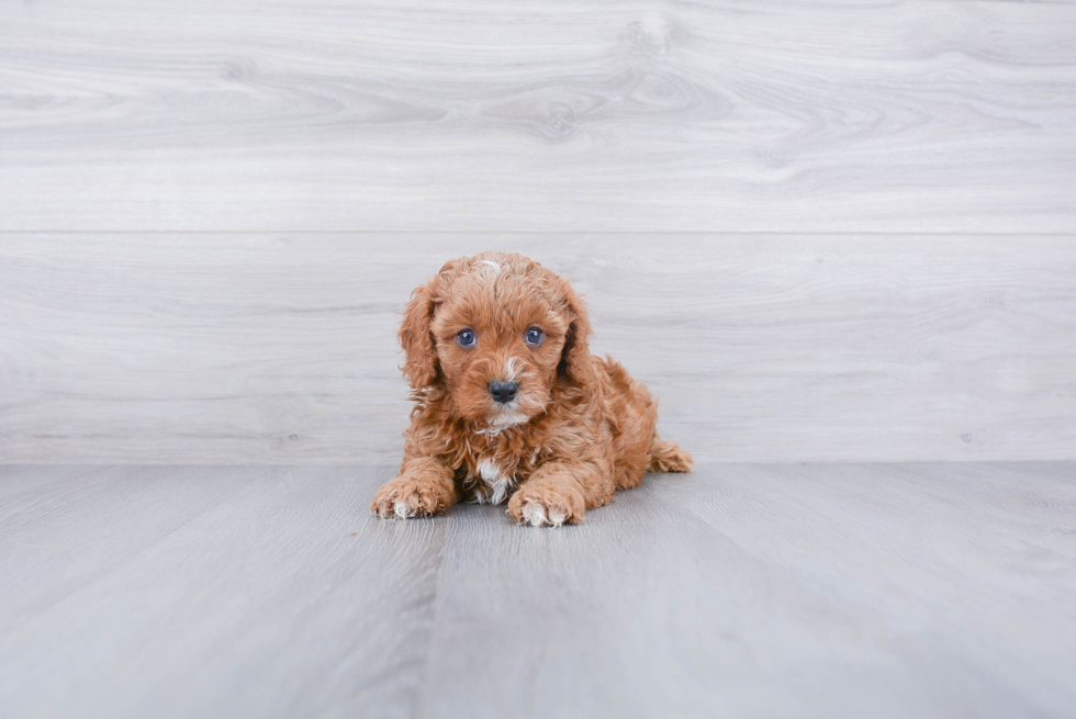 Funny Cavapoo Poodle Mix Pup