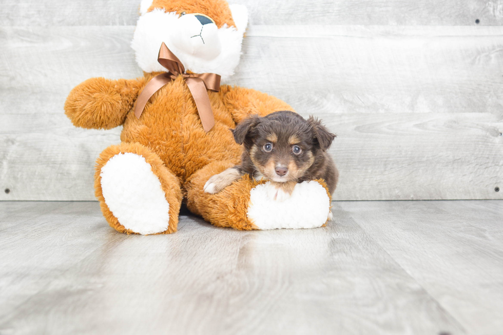 Mini Aussiedoodle Puppy for Adoption