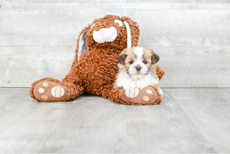 Cute Havanese Purebred Puppy