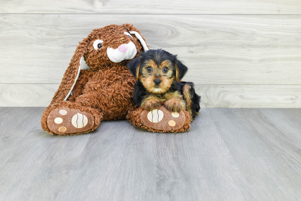 Meet Jeremy - our Yorkshire Terrier Puppy Photo 