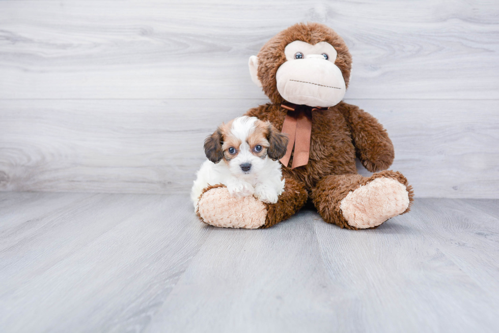 Cavachon Pup Being Cute