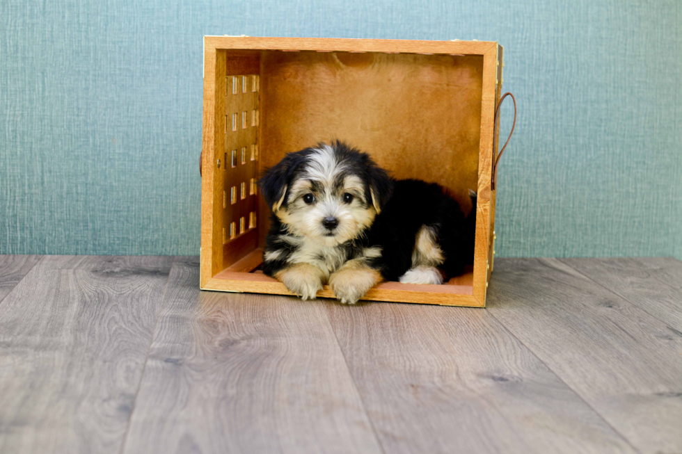 Morkie Pup Being Cute