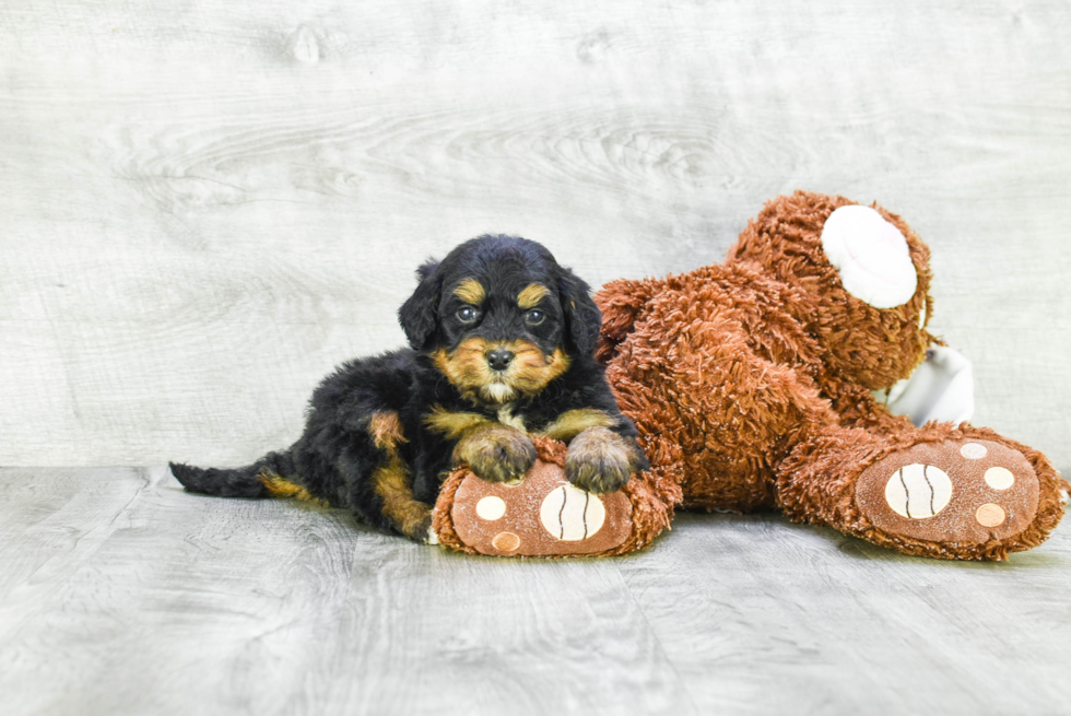 Best Mini Bernedoodle Baby