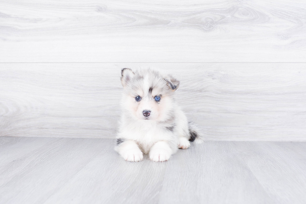 Adorable Mini Husky Designer Puppy