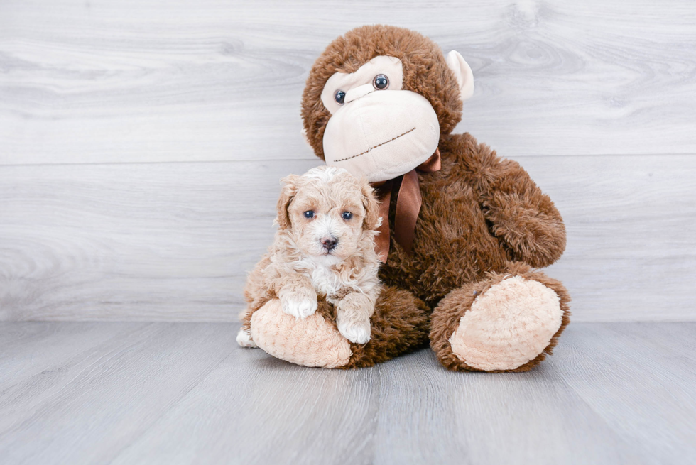 Little Maltepoo Poodle Mix Puppy