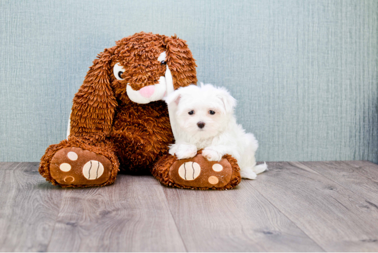 Hypoallergenic Maltese Baby