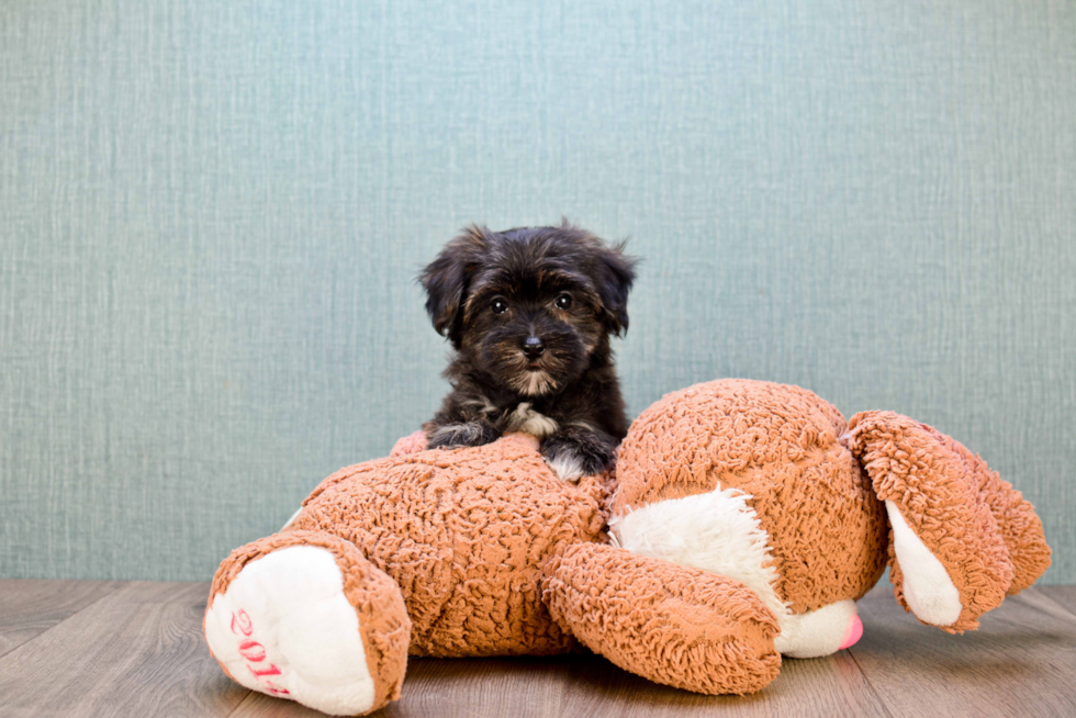 Best Morkie Baby