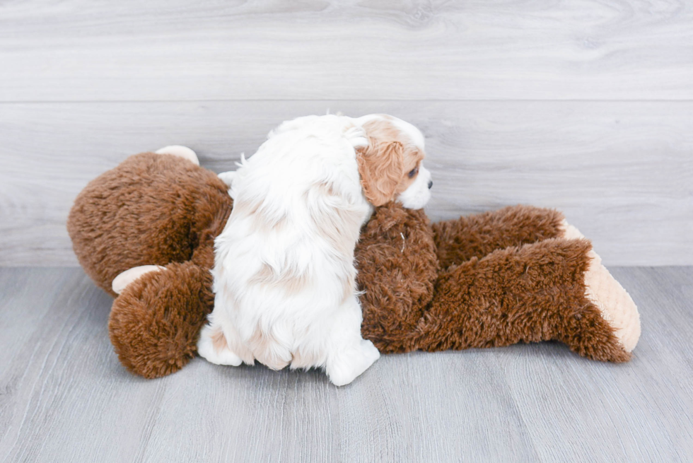 Small Cavalier King Charles Spaniel Purebred Pup