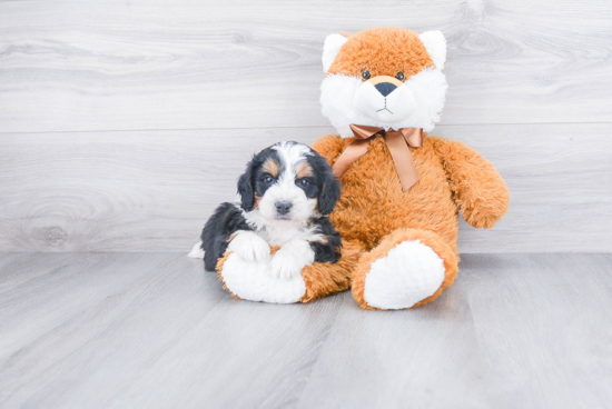 Playful Bernadoodle Poodle Mix Puppy