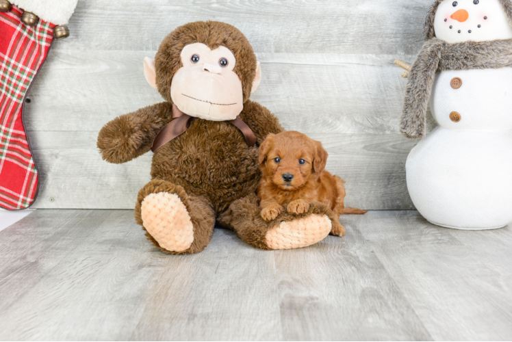 Mini Goldendoodle Pup Being Cute