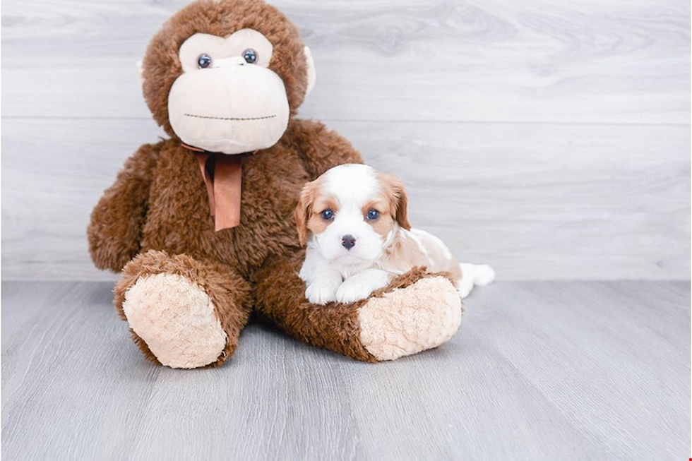 Cavalier King Charles Spaniel Pup Being Cute