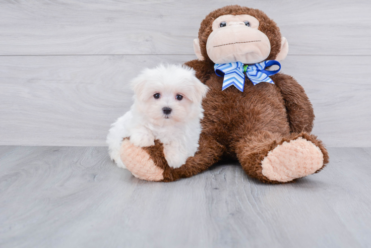 Small Maltese Purebred Pup