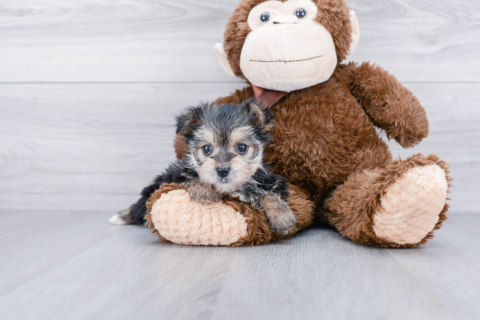 Morkie Puppy for Adoption