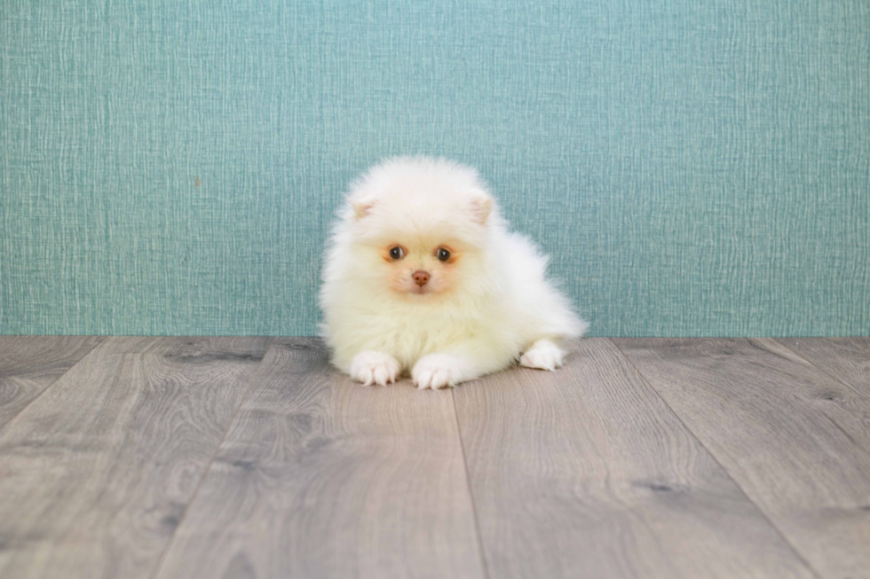 Best Pomeranian Baby