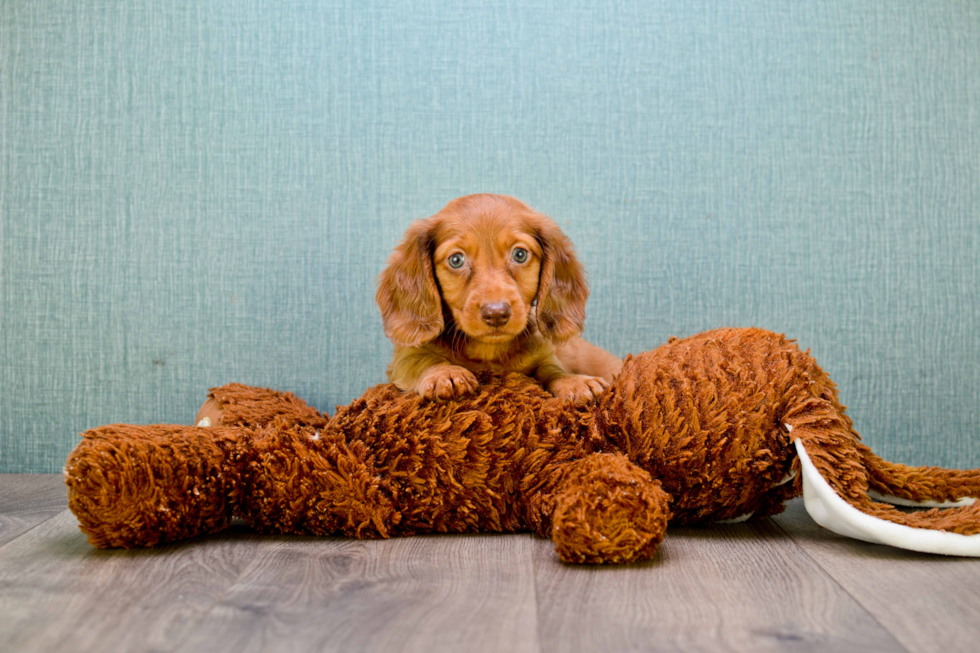 Cute Dachshund Baby