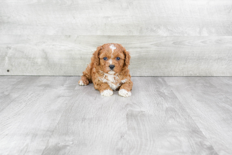 Playful Cavoodle Poodle Mix Puppy