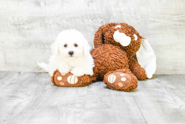 Best Bichon Frise Baby