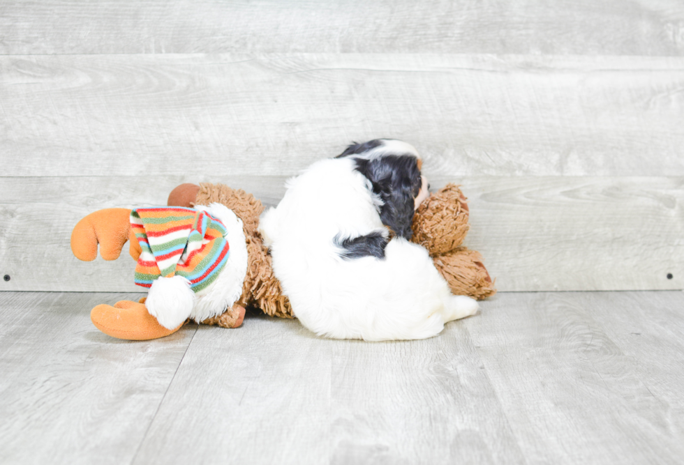 Fluffy Cavalier King Charles Spaniel Purebred Puppy