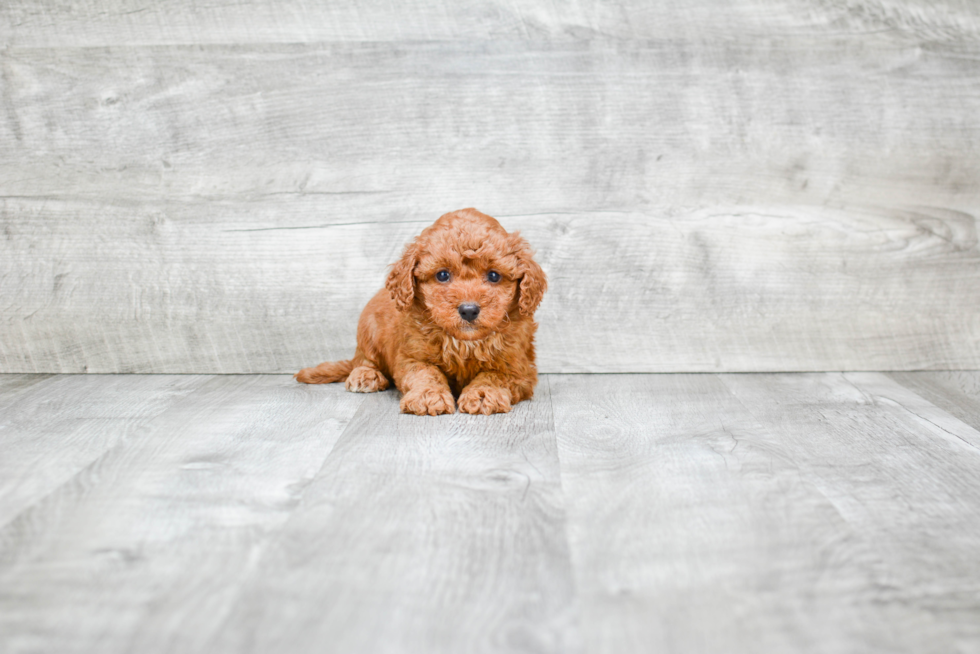 Cavapoo Puppy for Adoption