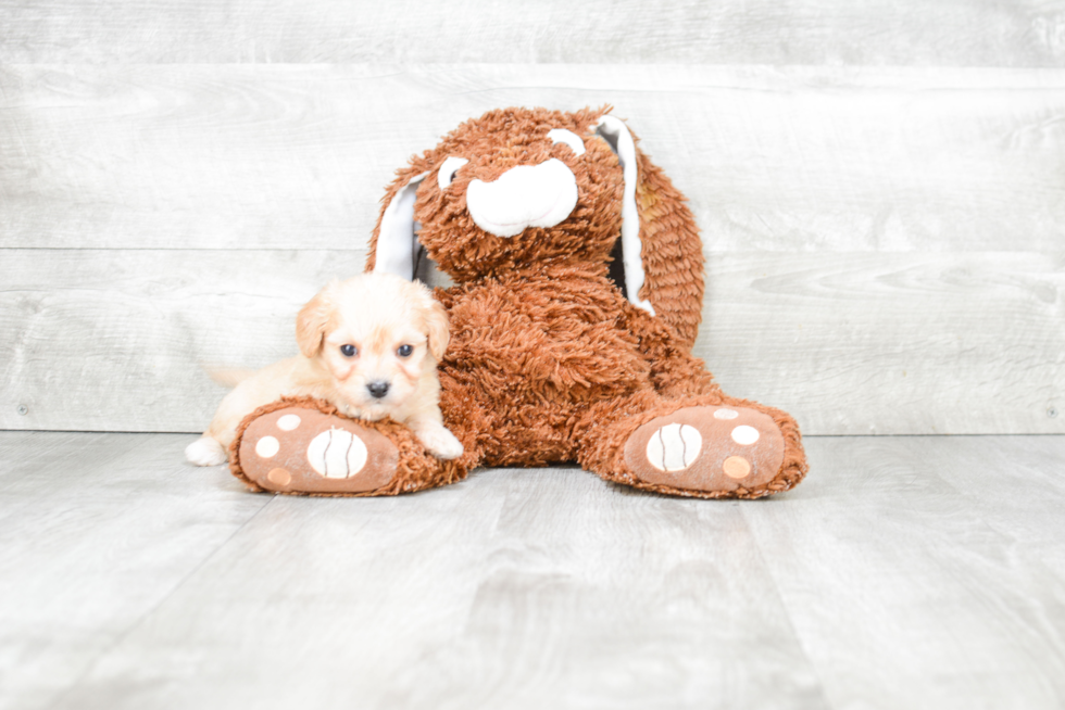 Cavachon Puppy for Adoption