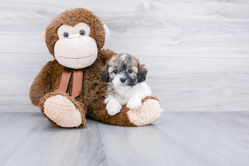 Fluffy Teddy Bear Designer Pup