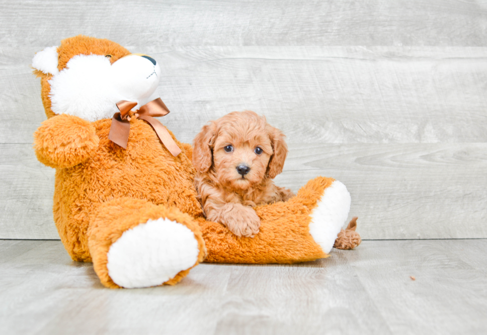 Cavapoo Pup Being Cute