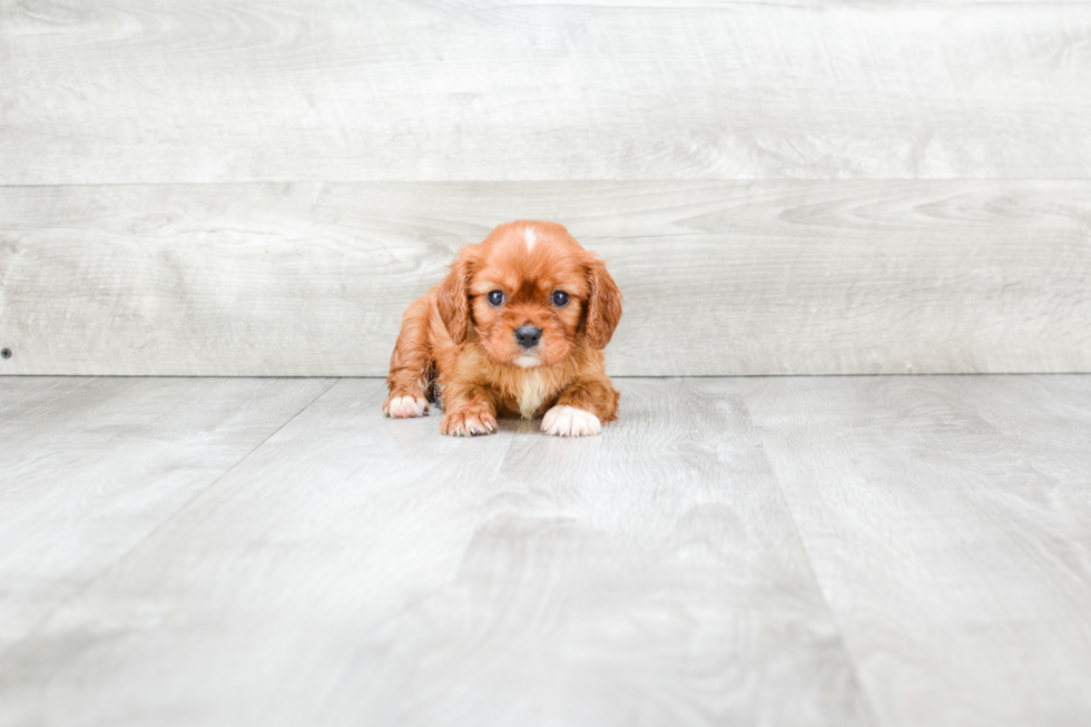 Little Cavalier King Charles Spaniel Purebred Pup