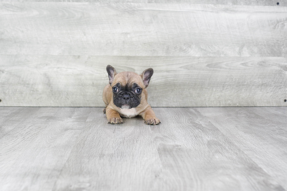 French Bulldog Puppy for Adoption