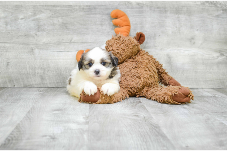 Teddy Bear Pup Being Cute