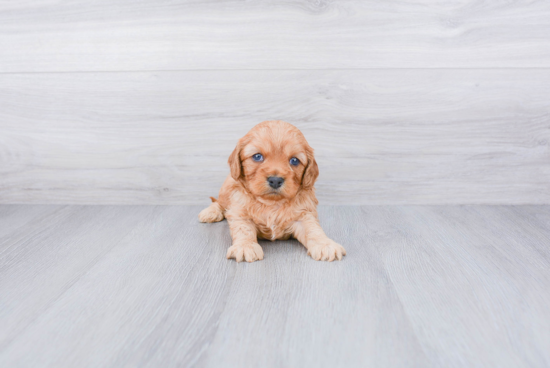 Friendly Cavapoo Baby