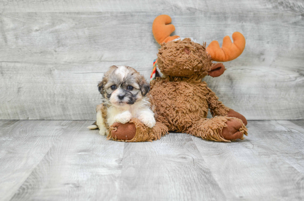 Happy Teddy Bear Baby