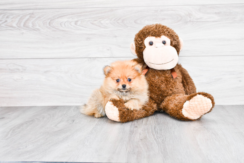 Pomeranian Puppy for Adoption