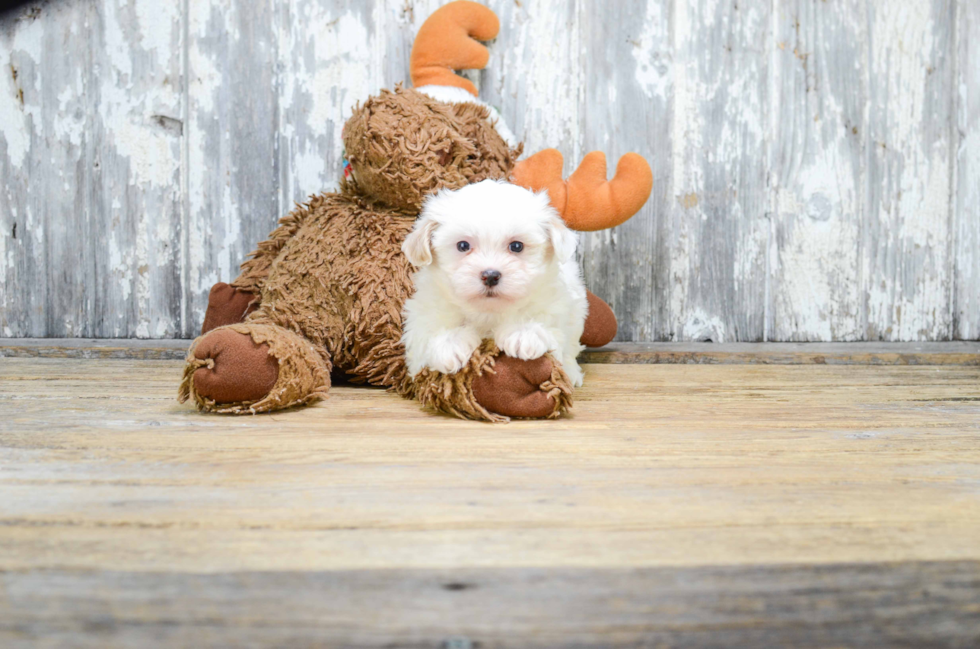 Small Teddy Bear Baby