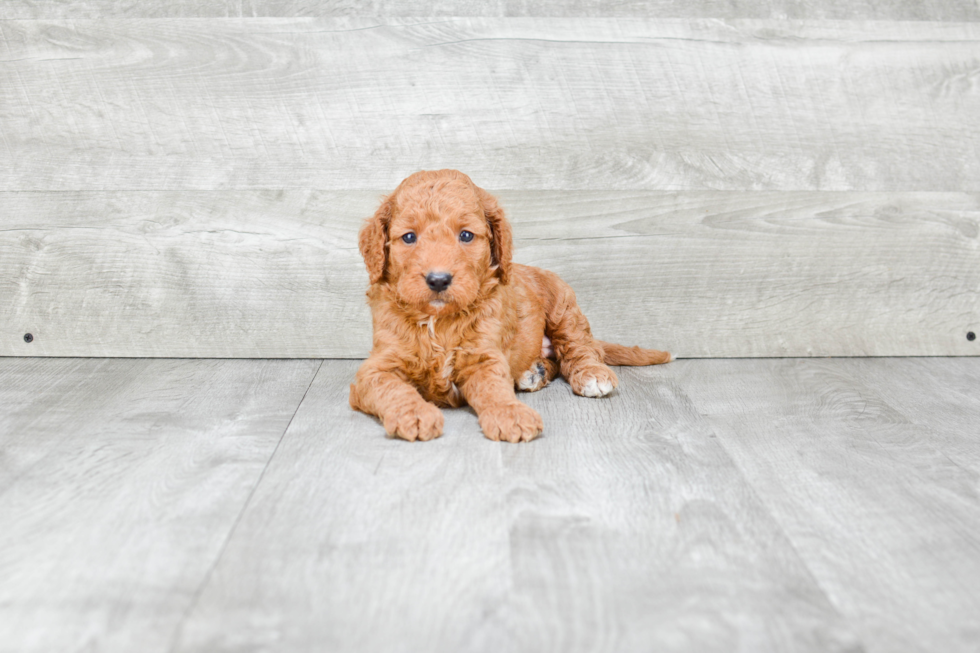 Mini Goldendoodle Puppy for Adoption