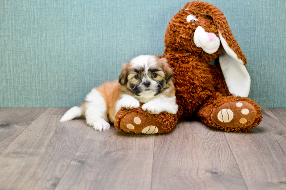 Teddy Bear Pup Being Cute