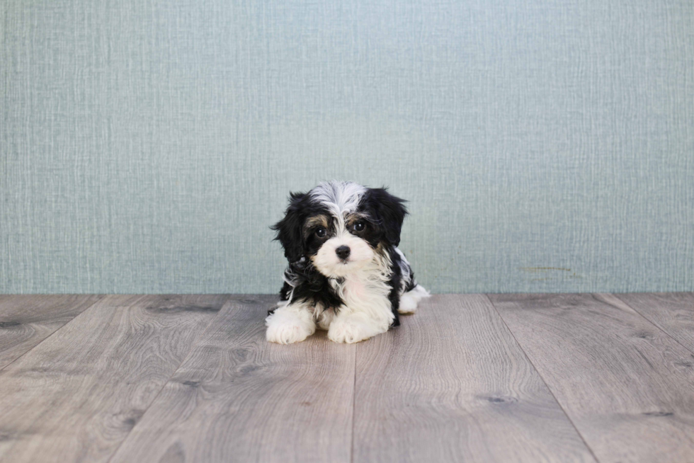 Cavachon Puppy for Adoption