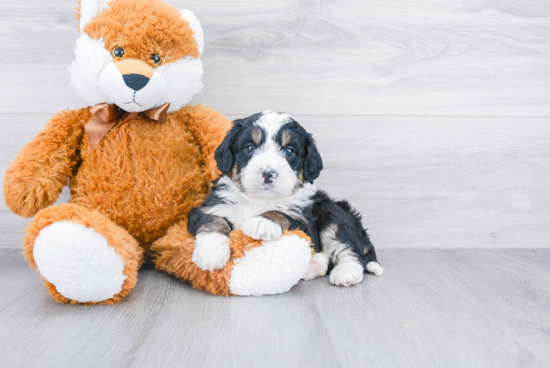 Petite Mini Bernedoodle Poodle Mix Pup