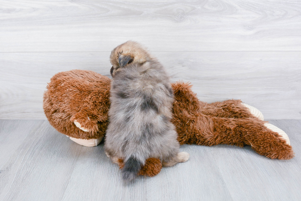 Pomeranian Puppy for Adoption