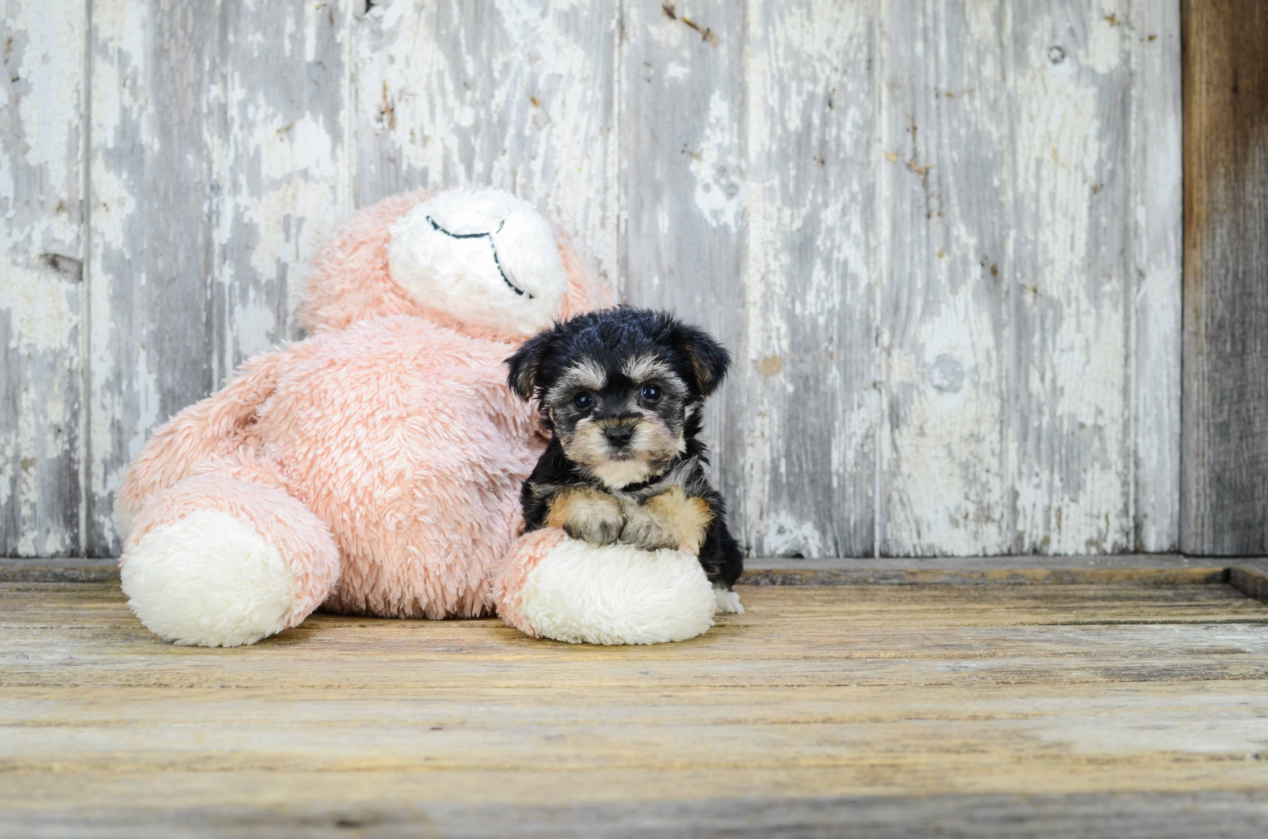 Morkie Puppy for Adoption