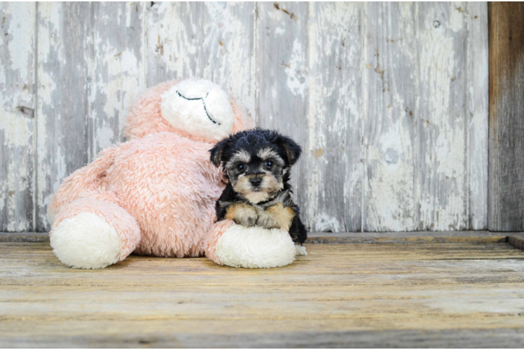 Morkie Puppy for Adoption