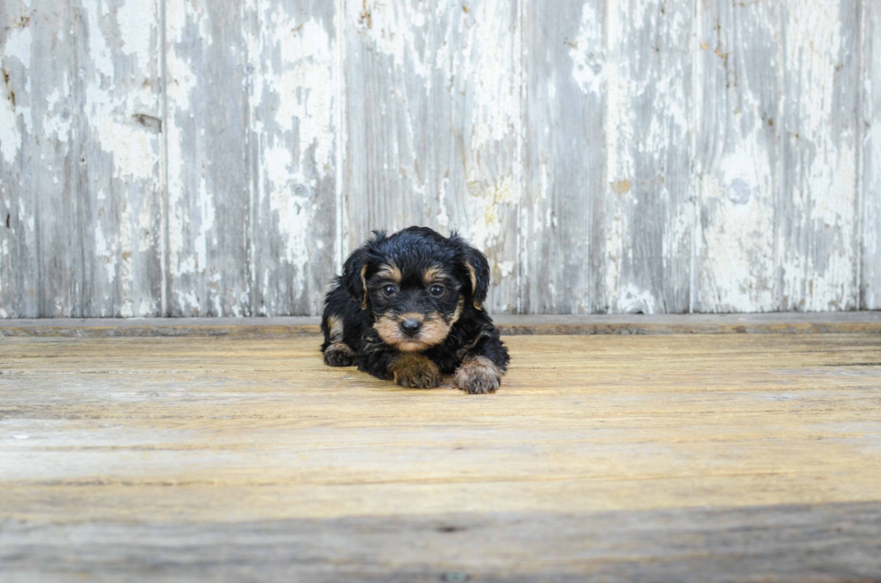 Best Yorkie Poo Baby