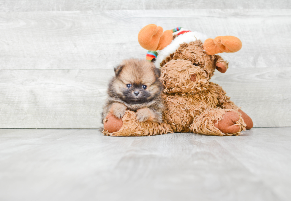 Popular Pomeranian Baby