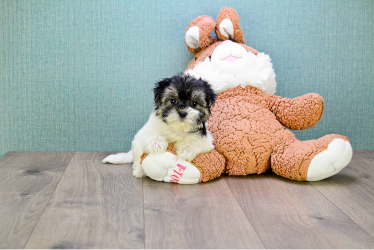 Morkie Puppy for Adoption